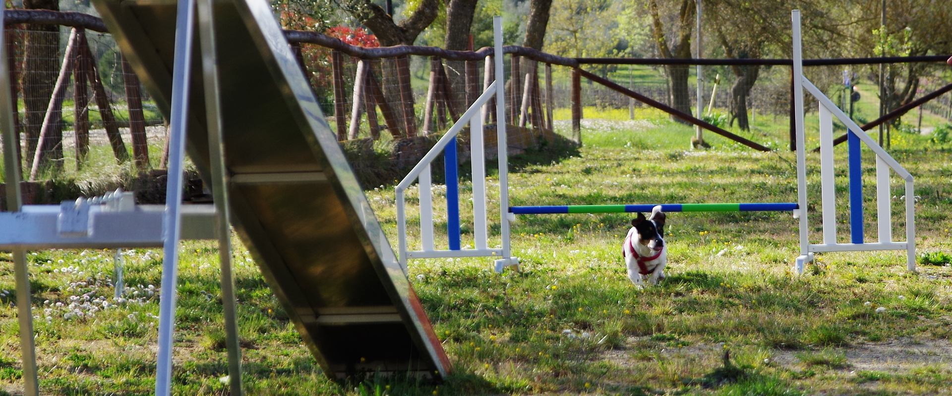 Agility Dog