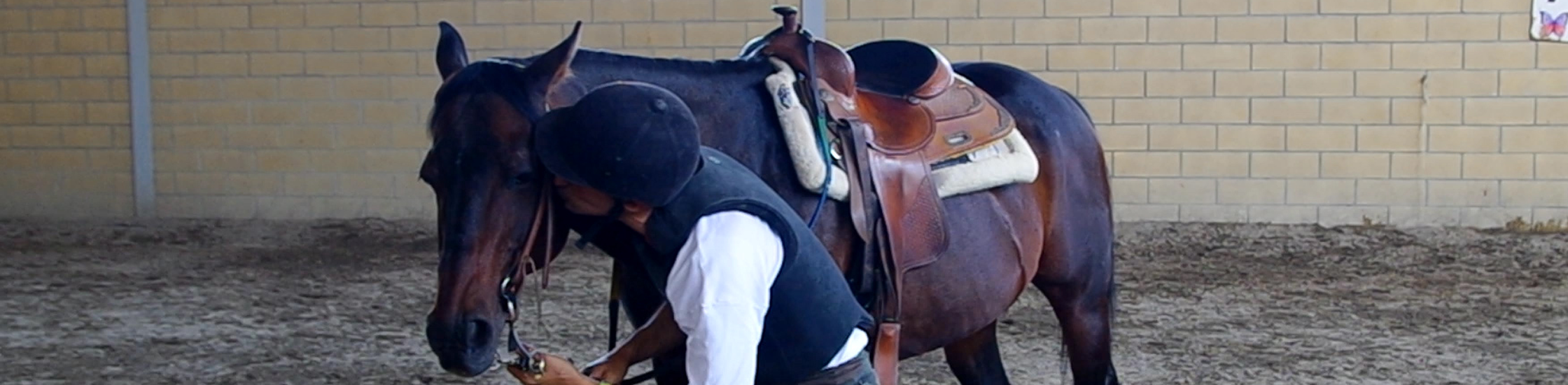 riabilitazione equestre